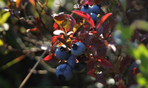 Huge blueberries that were VERY sweet greeted us in St John’s during our first walk