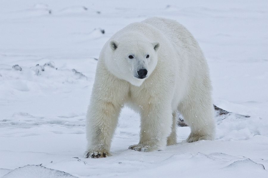 900px-Polar_Bear