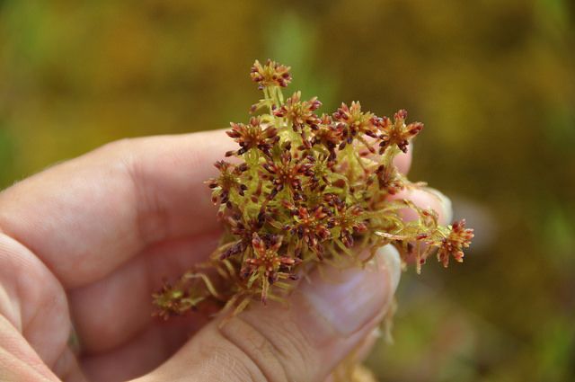 28421355083_9c2fd7d05b_z.jpg (1)