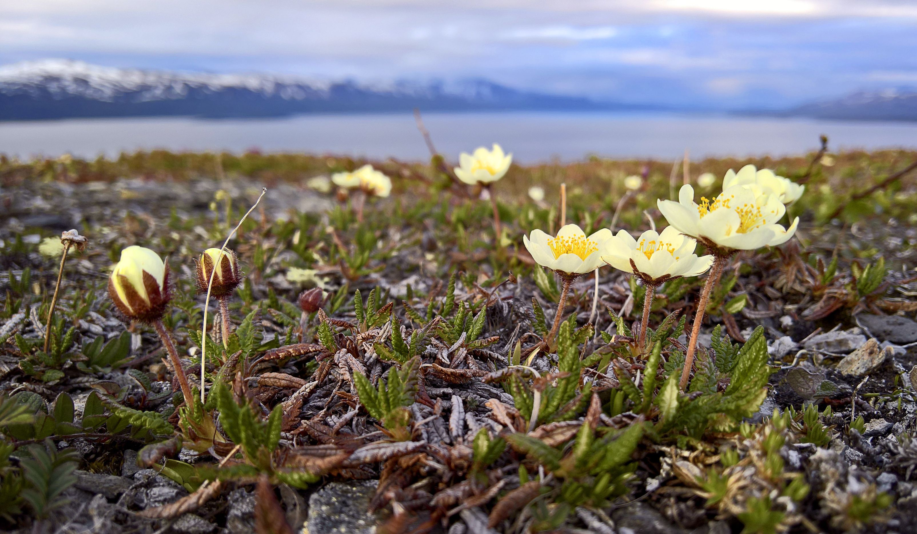 Dryas octopetala in Björkliden, Sweden
