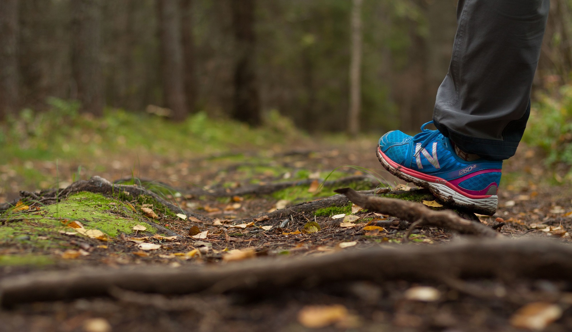 Forest Trail 2 IMG 7688