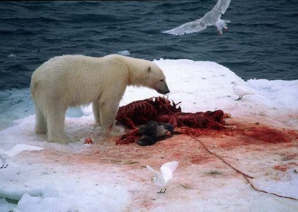 PHOTO: A polar bear eats a seal. Toxic chemicals can bio-accumulate in the fat of seals, contaminating the bears which eat them. Thomas Nilsen / The Independent Barents Observer