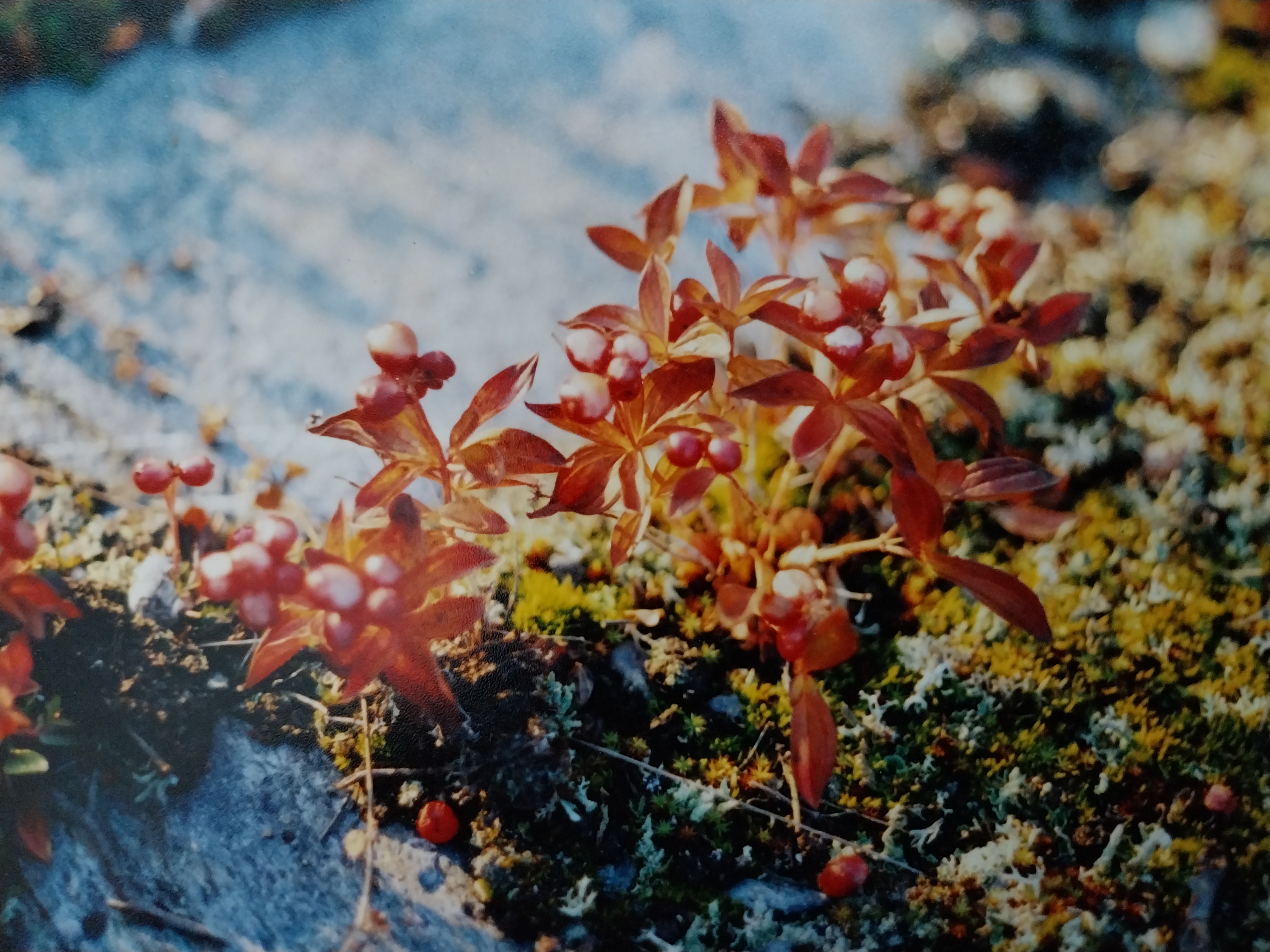 PHOTO: Monica Tennberg