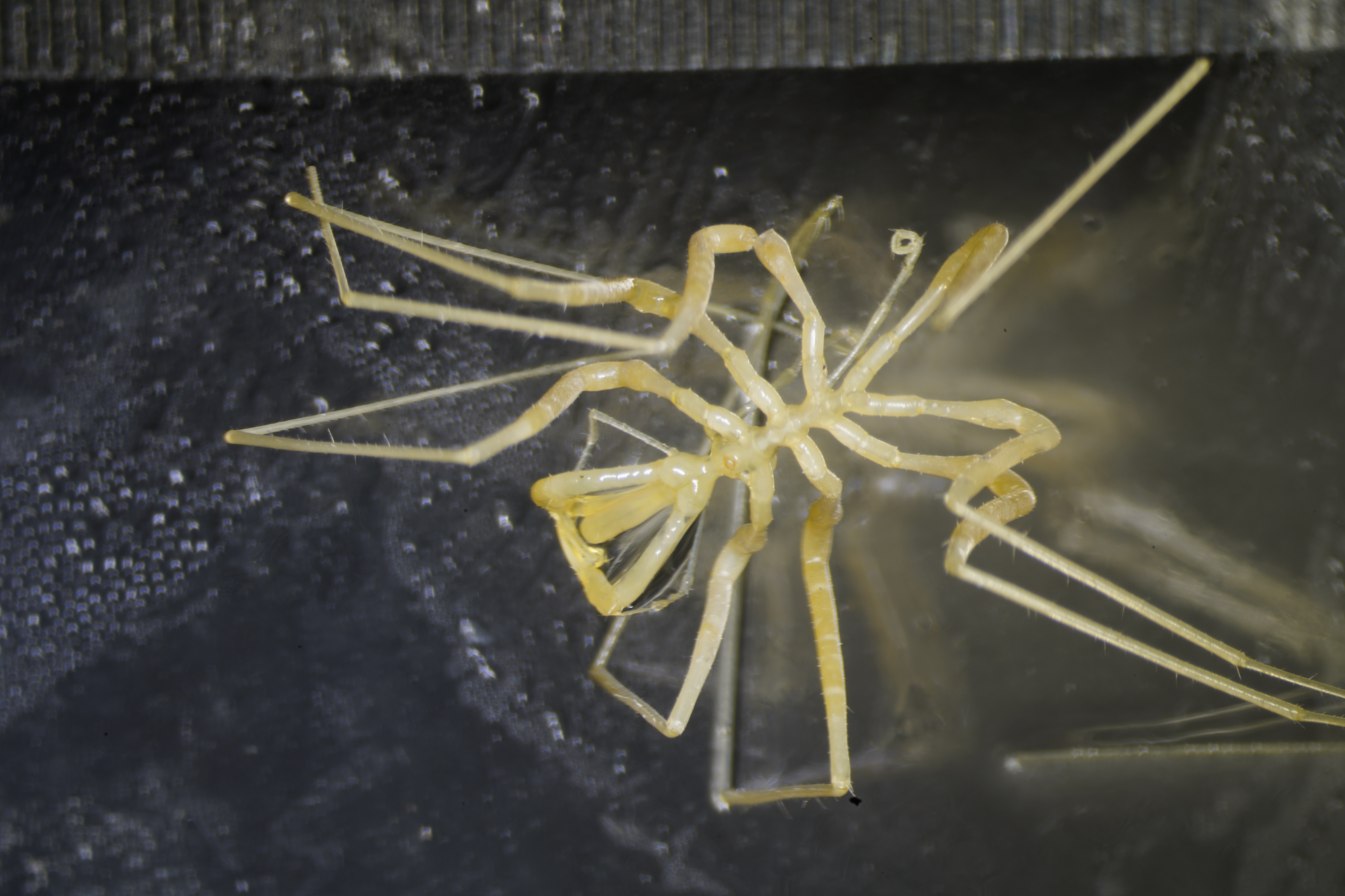 Sea Spider